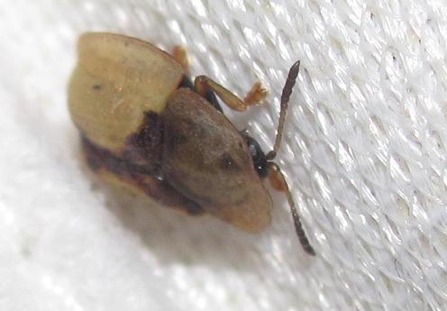 Cassida inopinata (cf.), Chrysomelidae